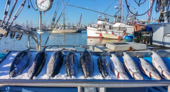 金槍魚進口清關(guān)